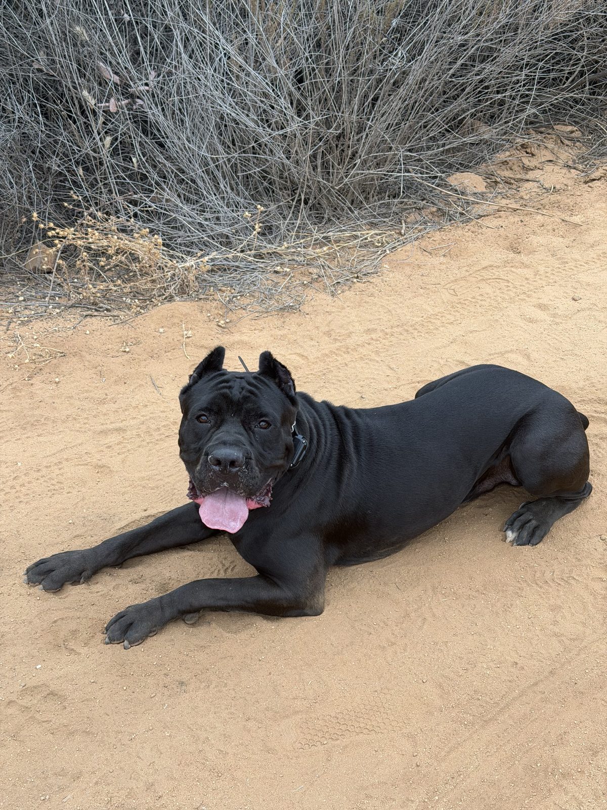 A cane corso lying completely relaxed after reactivity work in San Diego