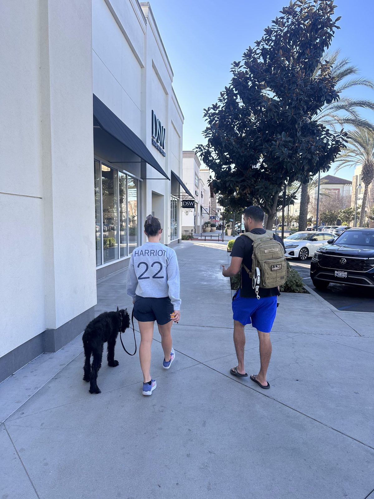 A dog being walked past shopfronts during real world distraction training in San Diego