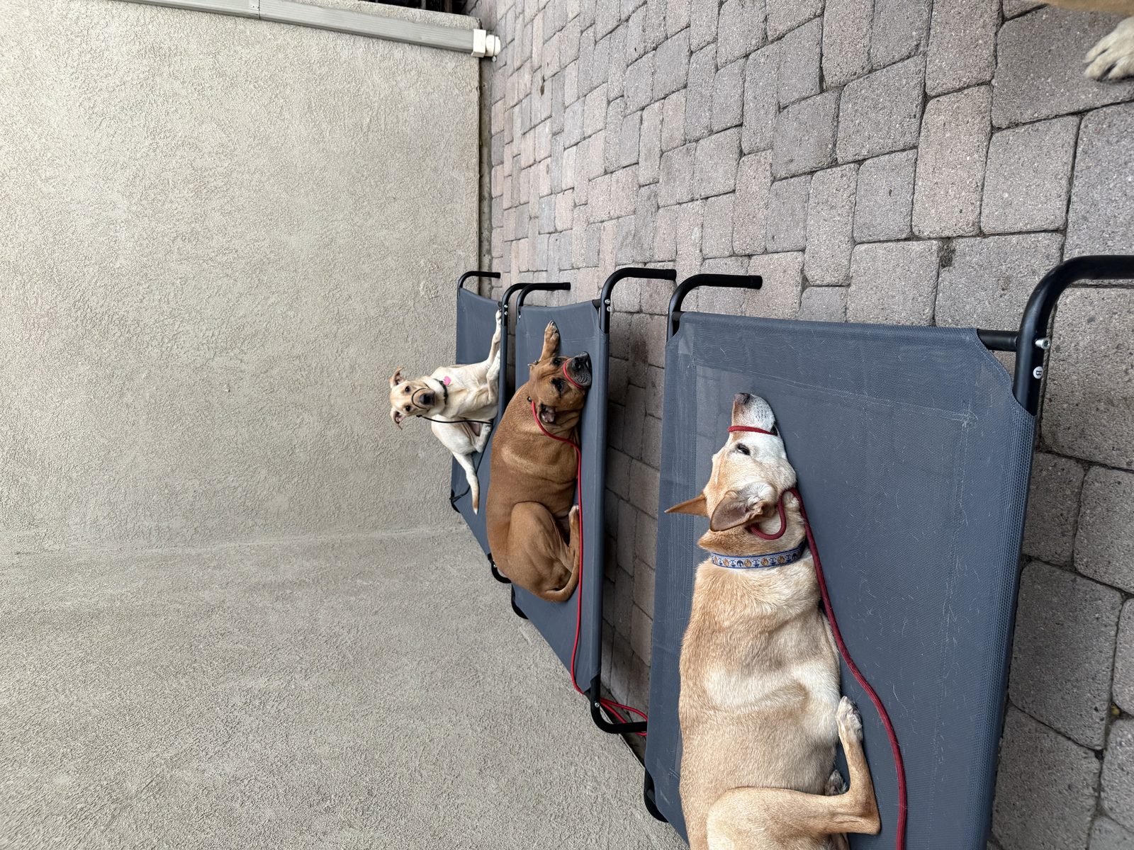 Three dogs holding place on raised training cots against a wall in San Diego