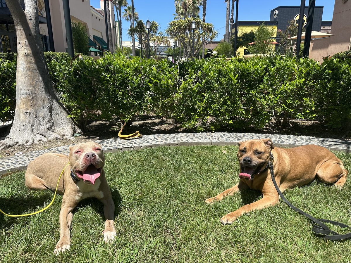 Two dogs holding a relaxed down on grass under palms in San Diego